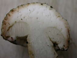 Image of Austroboletus subvirens (Hongo) Wolfe 1980