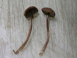 Image of Mycena