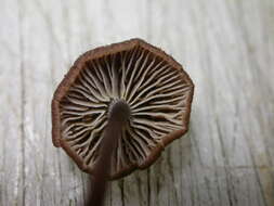 Image of Mycena