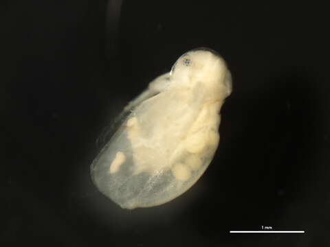 Image of Sida crystallina