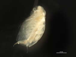 Image of Sida crystallina