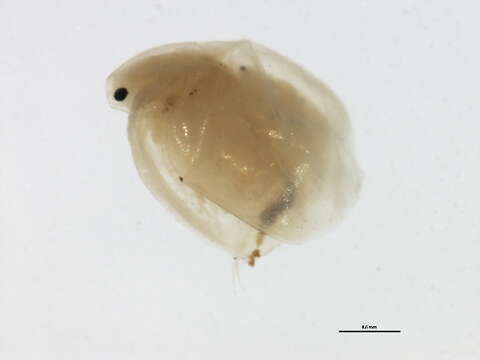 Image of Water Flea