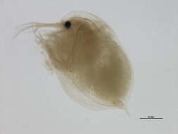 Image of water flea