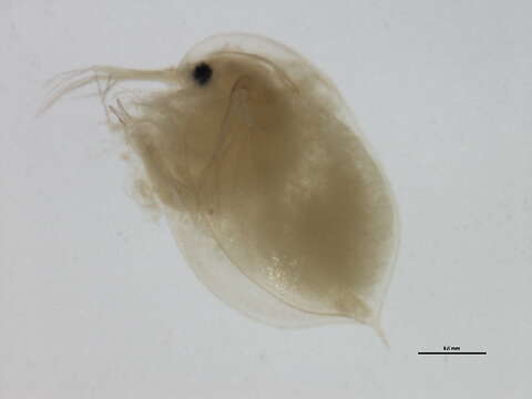 Image of Water Flea