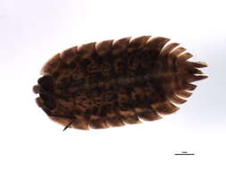 Image of Trachelipus Budde-Lund 1908