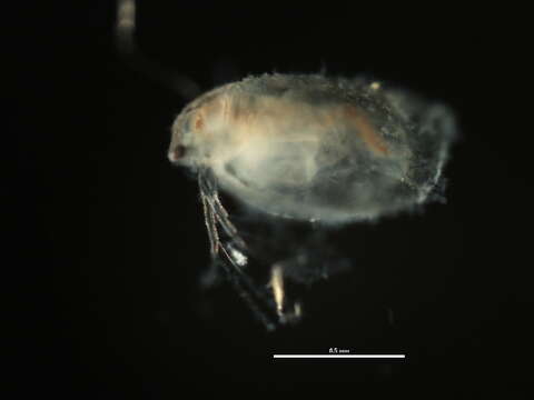 Image of Simocephalus cf. exspinosus