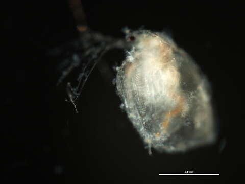 Image of Simocephalus cf. exspinosus