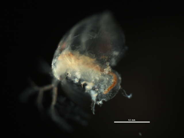 Image of Daphnia