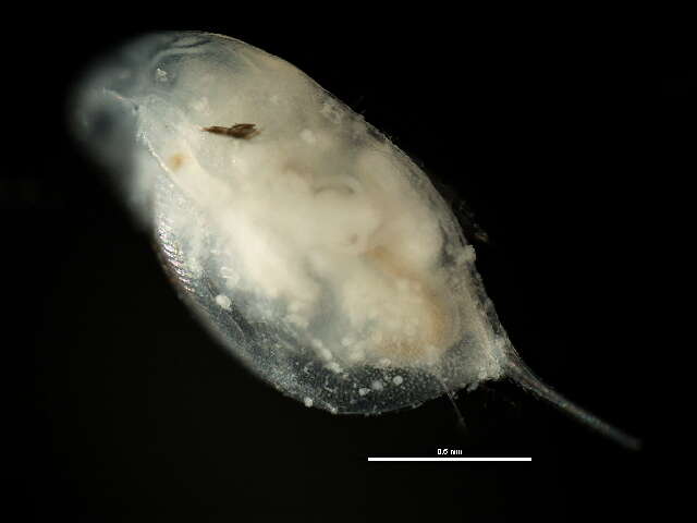 Image of water flea