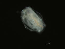 Image of Ceriodaphnia