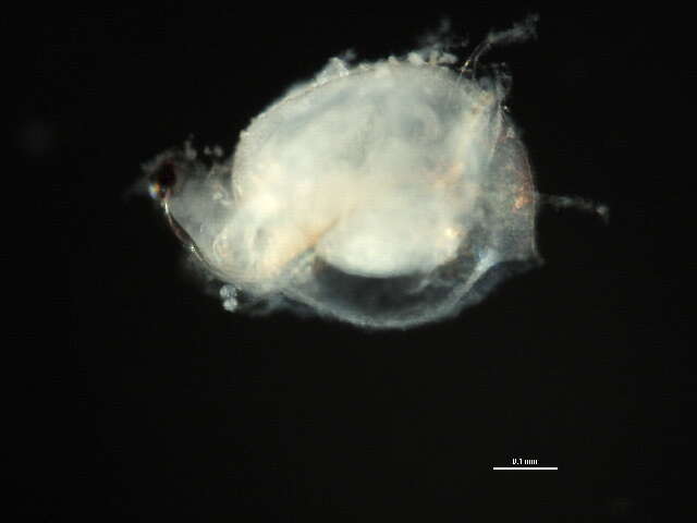 Image of Ceriodaphnia