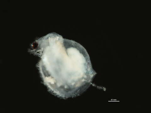 Image of Ceriodaphnia