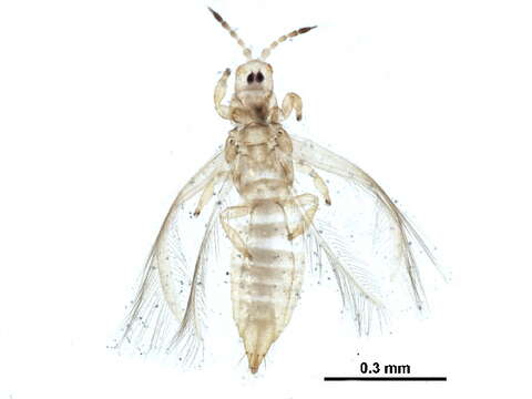 Image of Anaphothrips