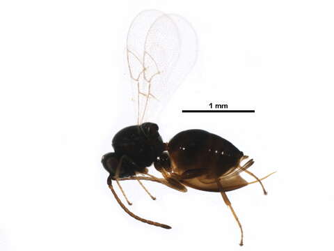 Image of Melanips