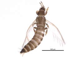 صورة Tenothrips