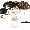 Image of Parasitoid wasp