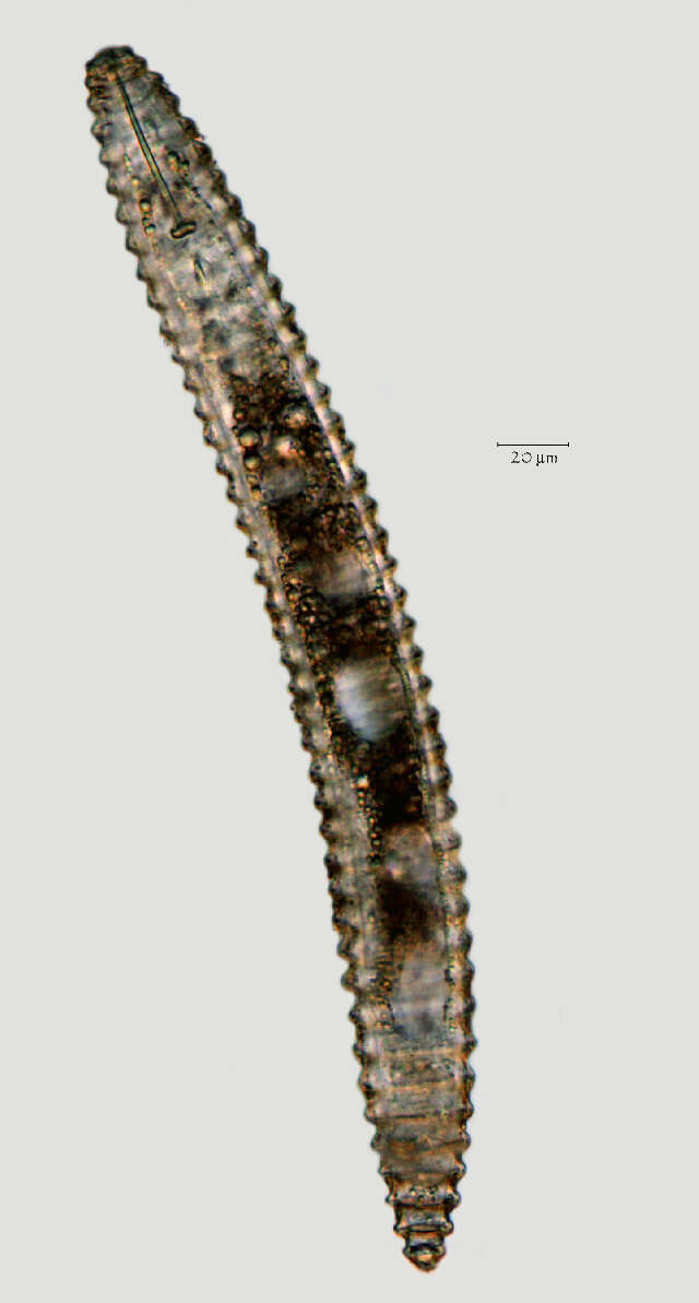 Image of Lobocriconema