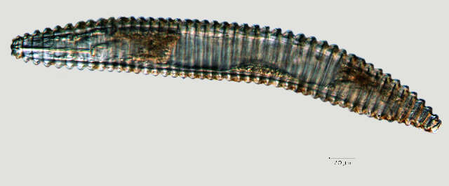 Image of Lobocriconema