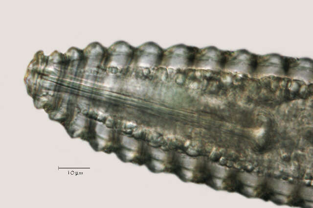 Image of <i>Lobocriconema warrenense</i>