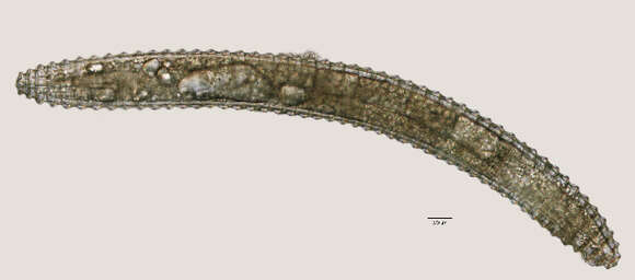 Image of <i>Lobocriconema warrenense</i>