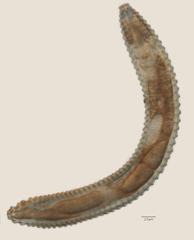 Image of Lobocriconema