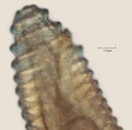 Image of Lobocriconema