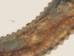 Image of Lobocriconema