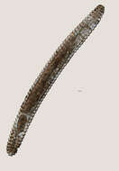 Image of Lobocriconema