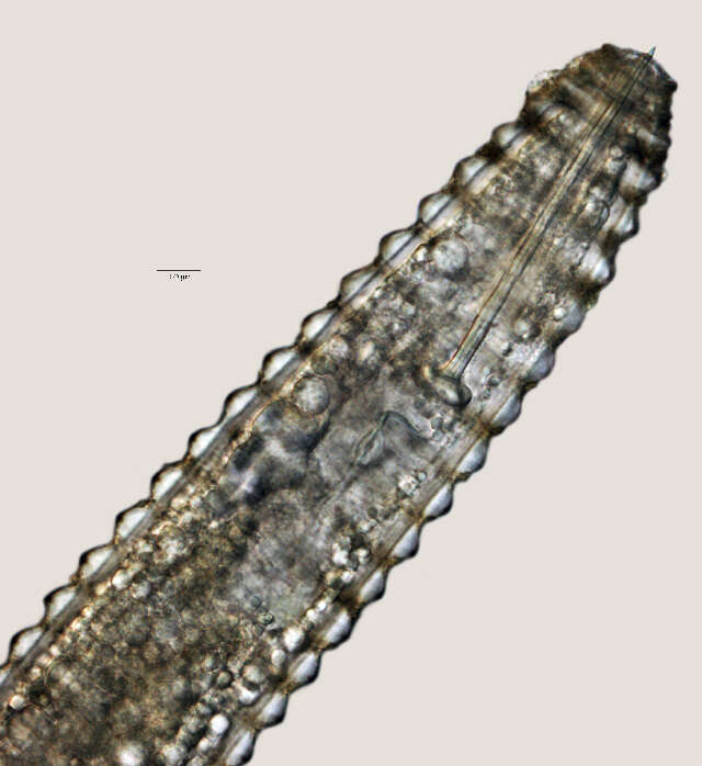 Image of Lobocriconema