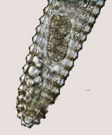 Image of Lobocriconema