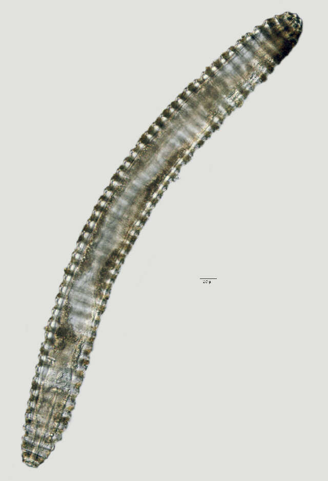 Image of Lobocriconema