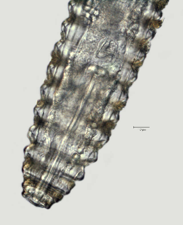 Image of Lobocriconema