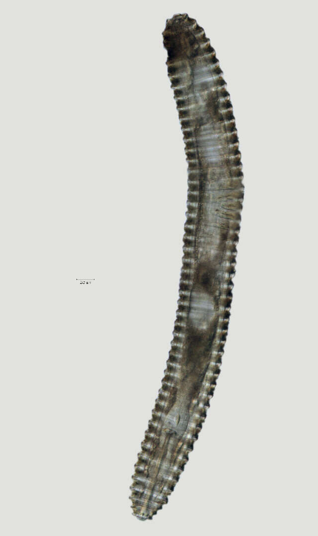 Image of Lobocriconema