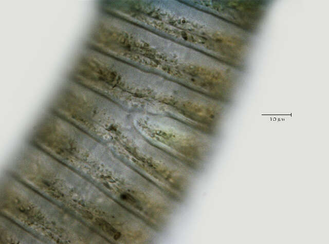 Image of Lobocriconema