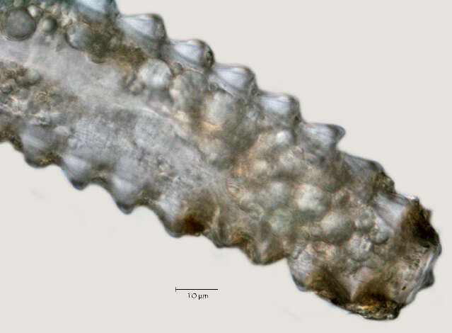 Image of Lobocriconema