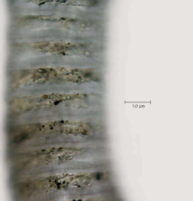 Image of Lobocriconema