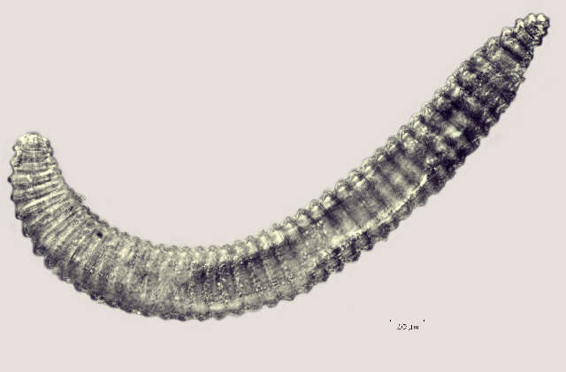 Image of Lobocriconema