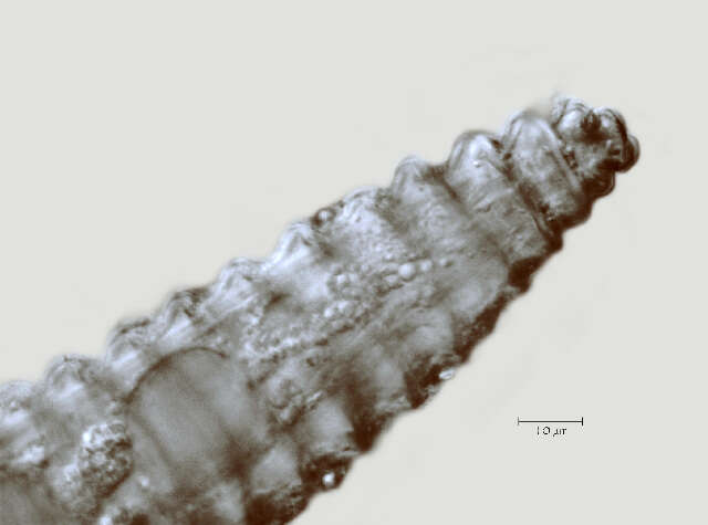 Image of Lobocriconema