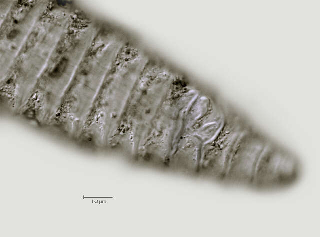 Image of Lobocriconema