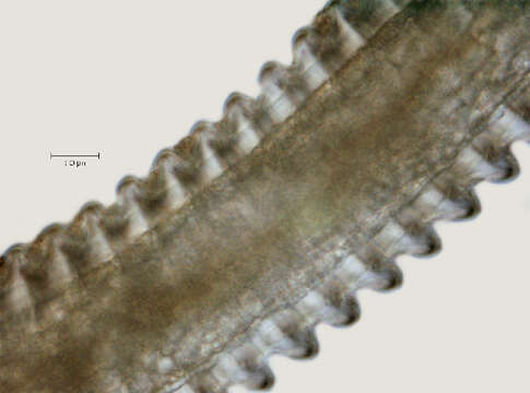 Image of Lobocriconema