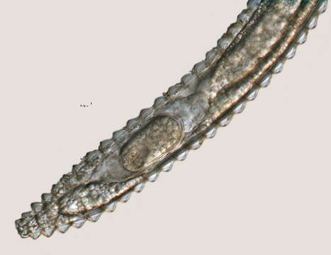 Image of Lobocriconema