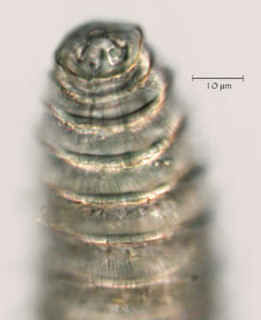 Image of Lobocriconema