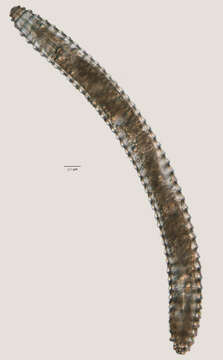 Image of Lobocriconema