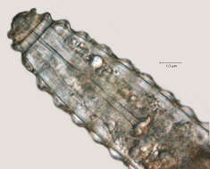 Image of Lobocriconema