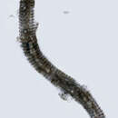 Image of <i>Lobocriconema incrassatum</i>