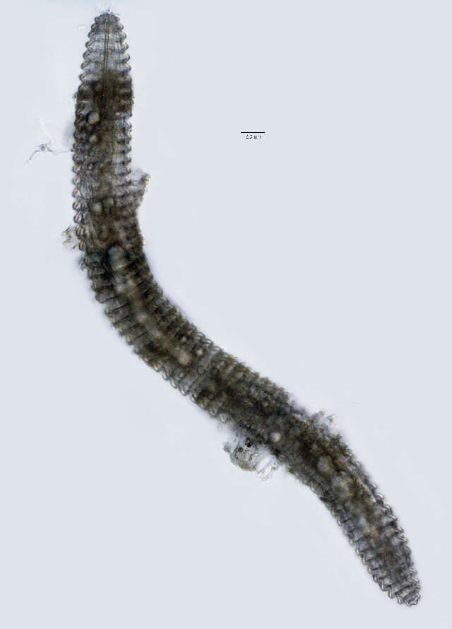 Image of <i>Lobocriconema incrassatum</i>