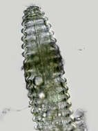 Image of <i>Lobocriconema incrassatum</i>