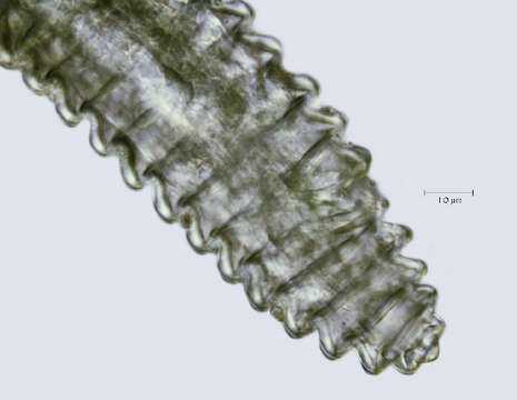 Image of <i>Lobocriconema incrassatum</i>