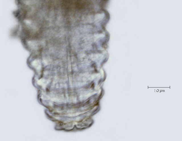 Image of <i>Lobocriconema incrassatum</i>