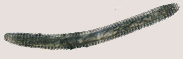 Image of <i>Lobocriconema incrassatum</i>